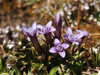 Genzianella napoletana