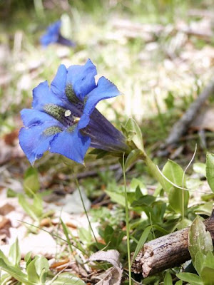 Genziana appenninica Genziana appenninica