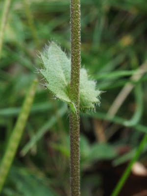 Draba muralis,
Draba murale,
Wall Whitlowgrass