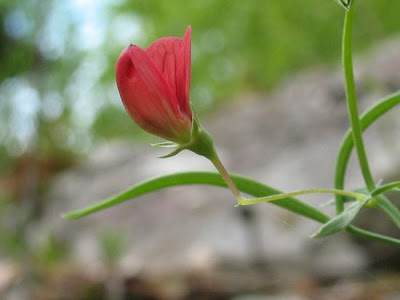 Cicerchia capillare Cicerchia capillare