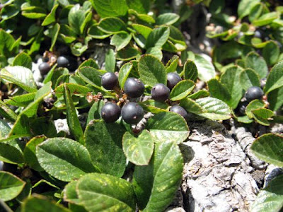 Dwarf Buckthorn Dwarf Buckthorn