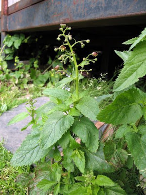Italian Figwort