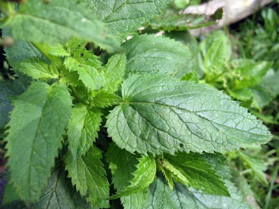 Italian Figwort