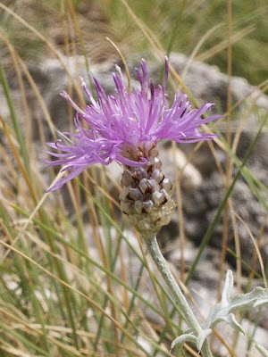 Centaurea tenoreana Willk.