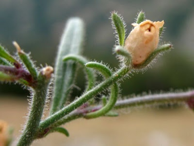 Dwarf-snapdragon