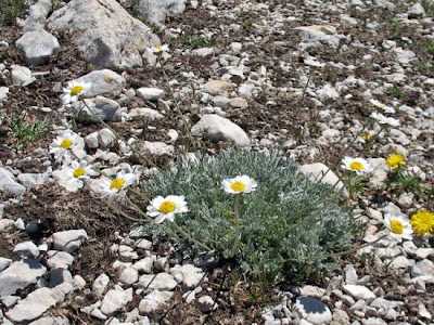 Camomilla montana