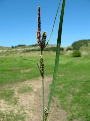 Carex nigra (L.) Reichard