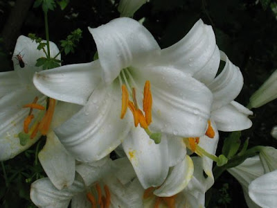 A�ucena-branca