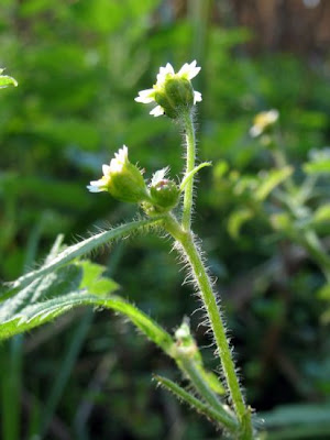 Galinsoga aveludado