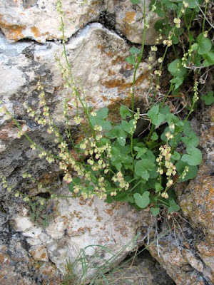 French sorrel