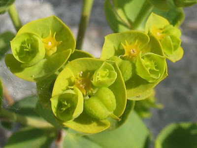 Euphorbia segetalis L.