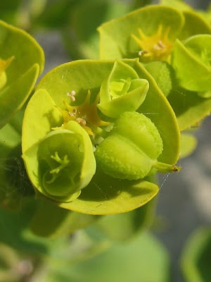 Euphorbia segetalis L.