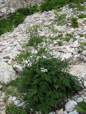 Chaerophyllum hirsutum,
Cerfoglio selvatico,
Hairy Chervil
