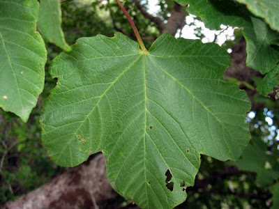 Acer opalus