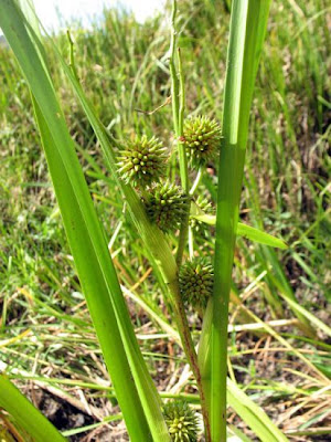 Simple-stem burr-reed Simple-stem burr-reed