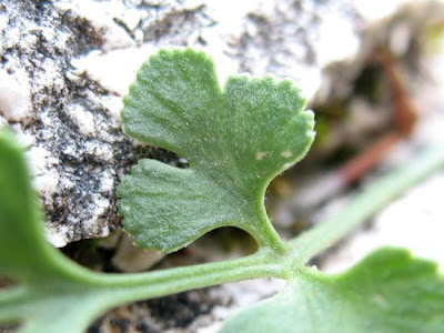 Asplenium ruta-muraria L.