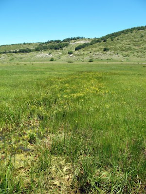 Ranunculus flammula,
greater creeping spearwort,
lesser spearwort,
Ranuncolo delle passere,
spearwort,
spearwort buttercup