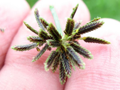 Cyperus fuscus L.