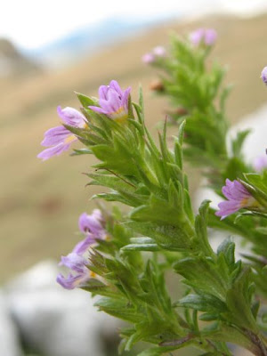 Salisburg eyebright