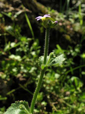 Arabetta primaverile Arabetta primaverile