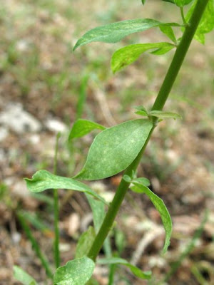 Euforbia falcata