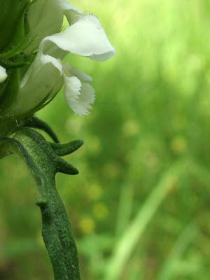 Prunella laciniata (L.) L.