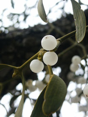 European mistletoe European mistletoe