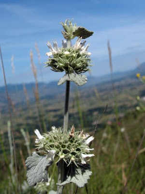 Marrubium incanum Desr.