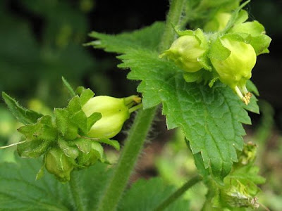 Yellow Figwort Yellow Figwort