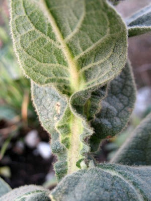 Flannel plant