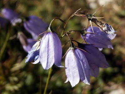Campanula micrantha Bertol.