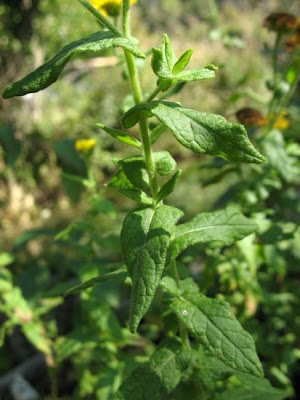 Incensaria comune