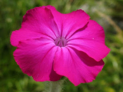 Crotonella coronaria Crotonella coronaria