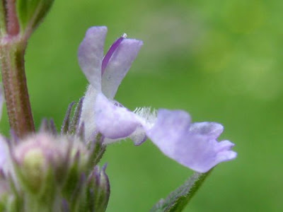 Gattaia glabra