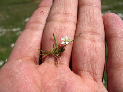 Sagina glabra,
Sagina glabra
