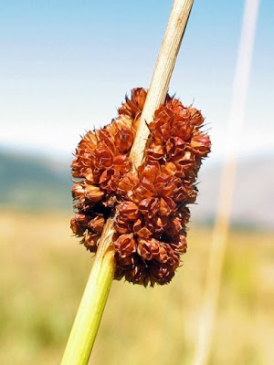 Giunco contratto