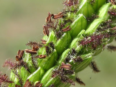 Palpalum dilate