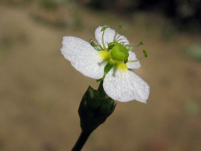 Alisma plantago-aquatica L.