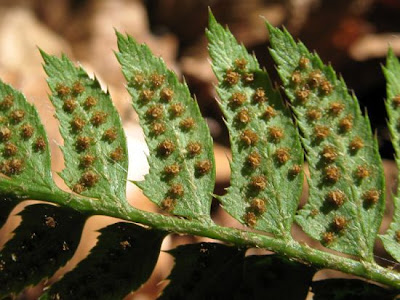 Polystichum lonchitis (L.) Roth