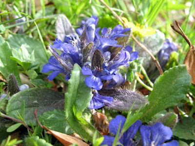 Ajuga tenorei C. Presl