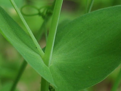 Ranken-Platterbse