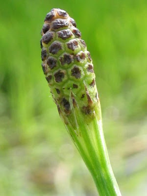 Equisetum palustre L.
