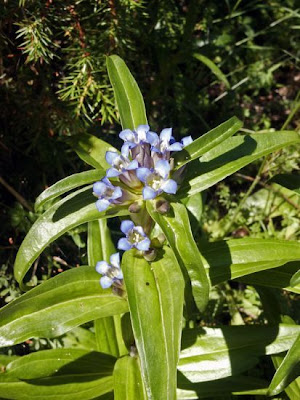 Cross Gentian Cross Gentian