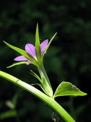 Legousia falcata (Ten.) Fritsch