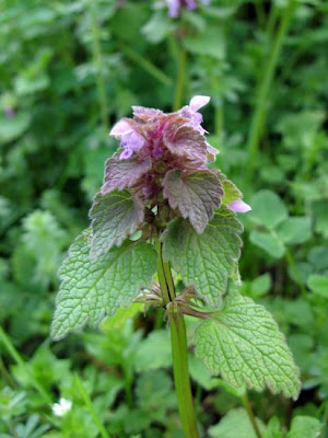 Lamium purpureum L.