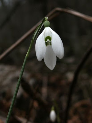 Galanthus nivalis L.