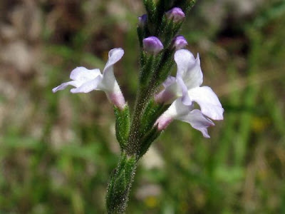 Common verbena Common verbena