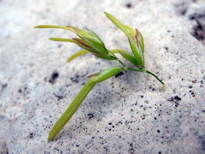 Grama cebollera