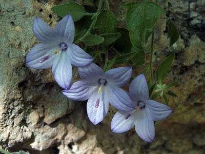 Italian Bellflower