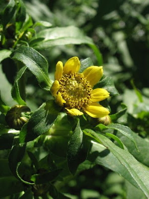 Bidens cernua L.